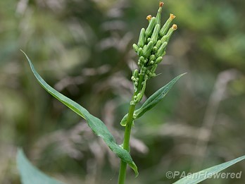 Flower buds and upper leaves
